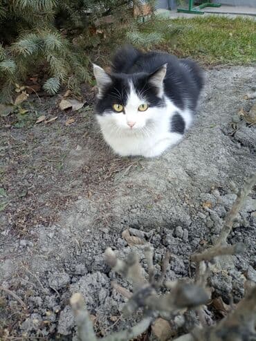 француский бульдог: Беспородная, 6 месяцев, Девочка, Биколор, Приучена к лотку — 9