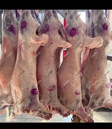 купить часы настенные: Цельные туши молодого барашка/козлёнка. - Забой и разделка с клеймом — 2