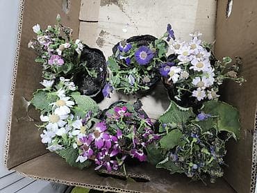 1001 роза: Цинерария комнатно балконные цветы . Адрес : Манаса 201/11 — 2