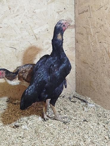 продам курей: Дакан мекиштер сатылат активный 8 штук бар алмашу жолдору бар жемге — 1