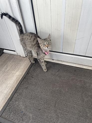 кошка беловодск: 4 айлык, Ургаачы, Лотокко барууга үйрөтүлгөн, Курттардан тазаланган — 8