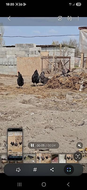 Продаю | Куры | Для разведения