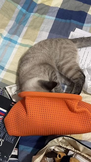 Кошки: Мальчик — 3