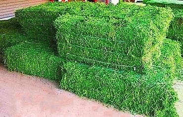 Продаю тюки клевера сухие