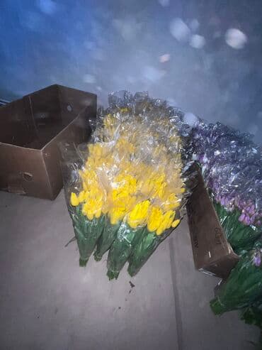 лампа для аквариума: Саженцы цветка: Тюльпаны — 2