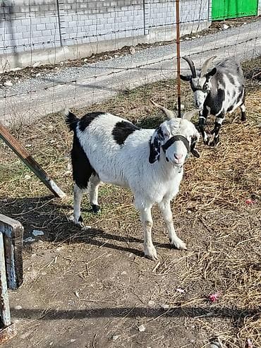 шотландская прямоухая цена: Продаю | Коза (самка) | Нубийская | Для разведения | Осеменитель — 1