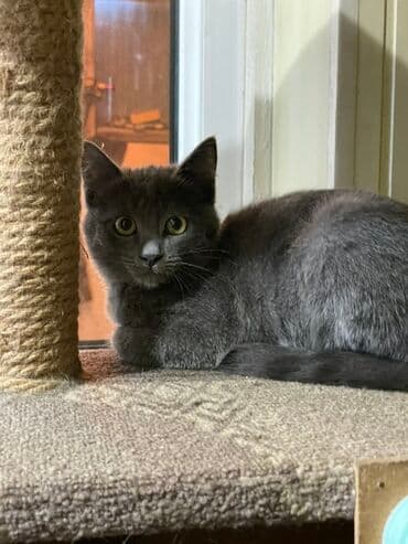 домик для кошки на улицу: Отдам котят 4 месяца в добрые рукивсе мальчикиочень ласковые и — 1