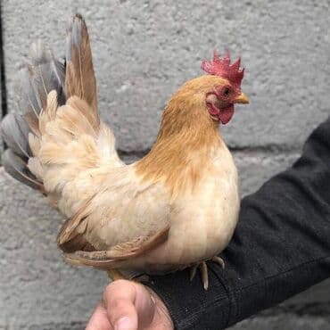 Птицы: Продаются Шабо — 3