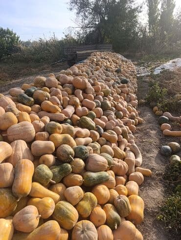 пластиковые контейнеры с крышкой купить бишкек: Продаю Тыкву сорт "Японка" в большом количестве! — 1