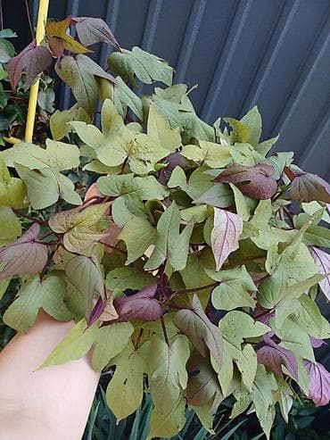 картошка семина: Ипомея батат (Ipomoea batatas) — декоративные сорта для клумб, кашпо и — 1