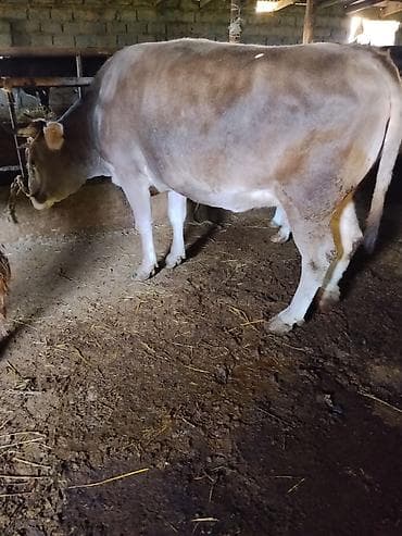 певчие птицы: Продаю | Корова (самка) | Для молока | Нетель — 8