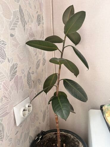 якорцы стелющиеся купить в бишкеке: Фикус — 1