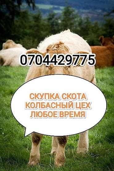 Жеке жак, Колбаса цехи : Уйлар, букалар, Жылкылар, аттар, | Күнү-түнү, Бардык шартта, Союлган