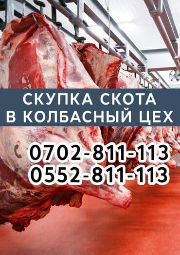 дом для кур: Куплю | Лошади, кони, Коровы, быки | На забой, на мясо — 1