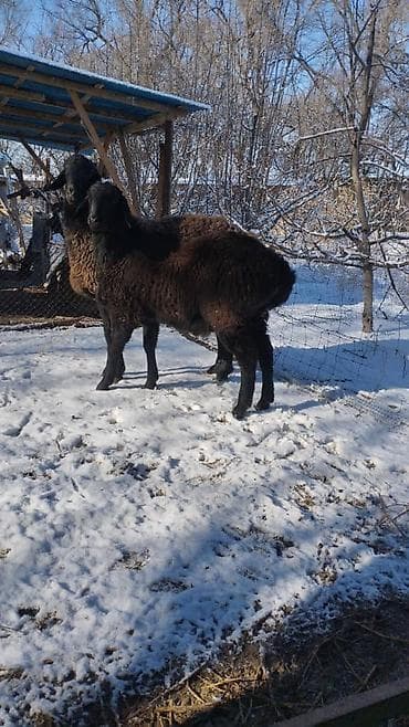 козье: Продаю | Ягненок — 2