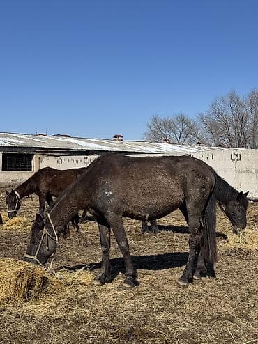 Лошади, кони: Продаю | Кобыла (самка) — 5