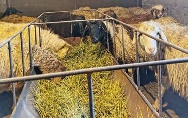 шкуры кролика: Продаю | Овца (самка) | Полукровка | Для разведения — 1