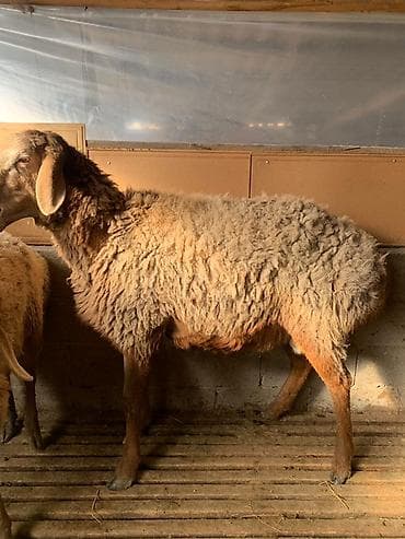 арашан кочкор сатылат: Сатам | Ургаачы кой (ургаачы) | Арашан — 5