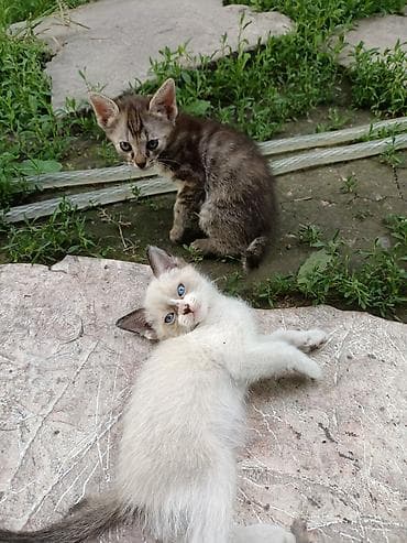 кошка маленькие: Отдам котят в хорошие руки. приучены ходить в латок, кушают сами очень — 3