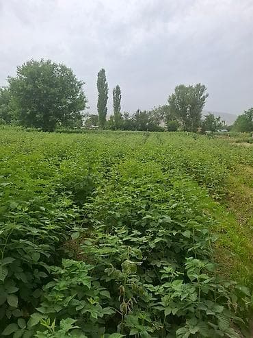 удобрение для малины: Продается малинник с плодородной почвой. Идеально подходит для — 6