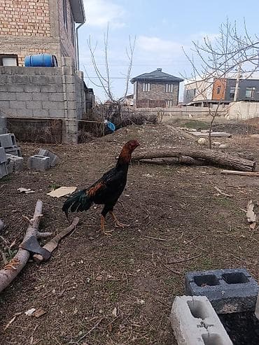 быки на мясо: Продаю | Петух | Бойцовая | Для разведения — 2