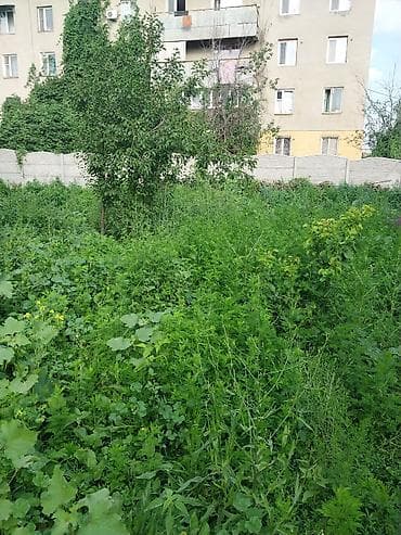 бычьи хвосты: Бесплатно отдам траву для кормления животных. На участке выросло — 2