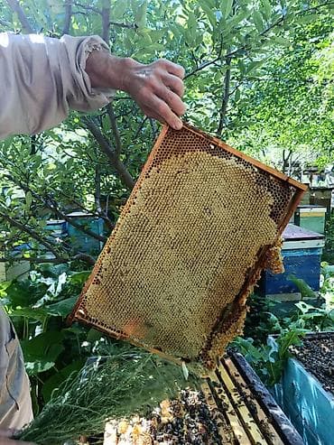 Үй жана бакча: Бал, Мёд, асел 🍯 ДҮҢ САТЫЛАТ! Токтогулдун табигый тоо балы Таза — 3