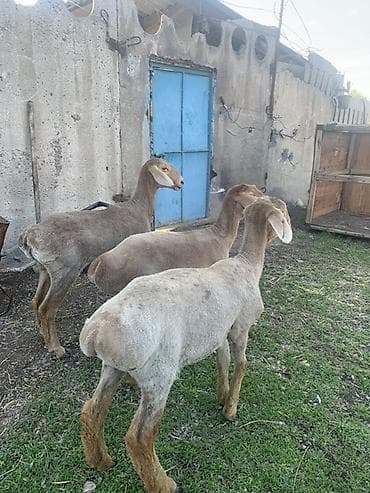 баран купить бишкек: Продаю | Ягненок | На забой | Племенные — 7