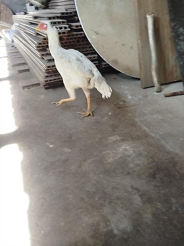 дом животные: Продаю | Куры | Для разведения — 1