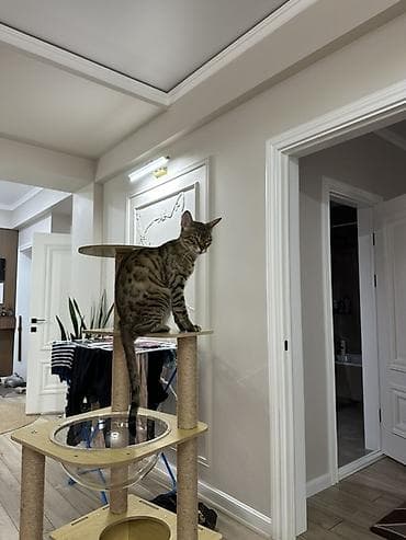 голубь купить: Бенгальская кошка, мать с котенком(самка) Паспорт отсутствует Маме — 1