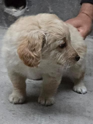 щенки пудель: Отдаем щенков в добрые руки. Щенки — дворняжки, маленькие пушистики с — 4