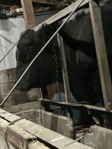 коровы молочной породы купить: Продаю | Бык (самец) | Для разведения | Привязанные — 10