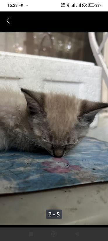 Животные: Котята, помёт разного окраса Описание: - Возраст примерно 2–3 месяца — 2