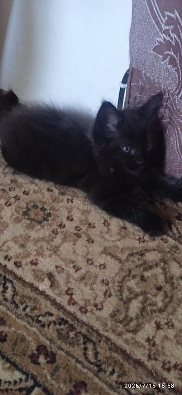 Үй жаныбарлары: Чёрный бриллиант🥰! Продается Котик Мейн-Кун❤️ окрас черный солид от — 7