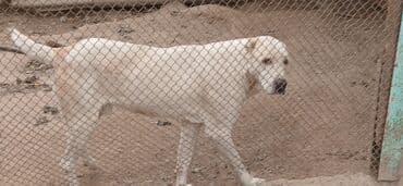 Алабай, 2 года, Самец