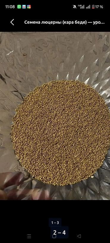попкорн оптом: 2 тонны бар срочно сатам - Культура: люцерна. - Тип: семенной мат — 2