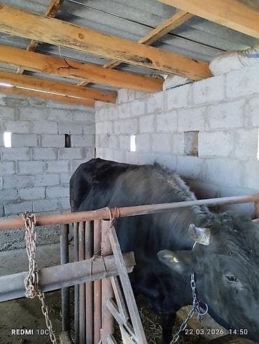 каракол собаки: Сатам | Бука (эркек) | Көбөйтүү үчүн | Асыл тукумдуу — 3