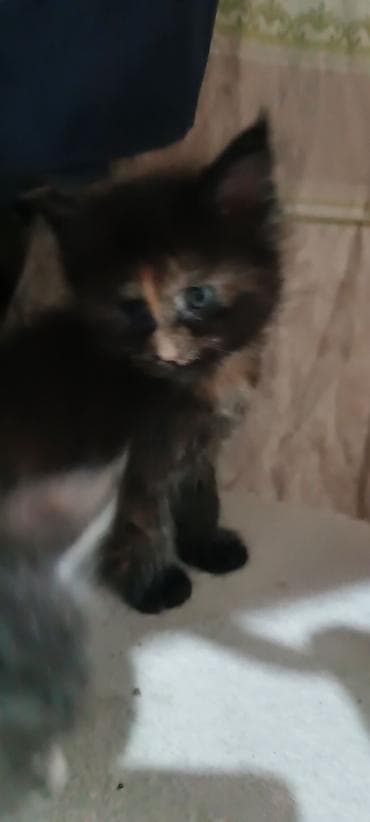 Мышыктар сатылат: Гиганты Кошачьего мира♥️ Мейн-Куны 🥰 Мини питомник не клеточного — 10