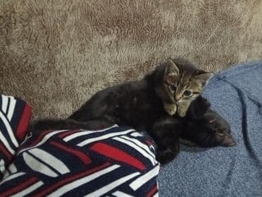 купить вислоухого котенка: Котёнок с чёрно-белым окрасом, отличающийся игривым характером. У него — 7