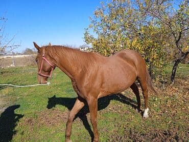 французкий бульдог цена: Продаю | Кобыла (самка) | Английская — 3