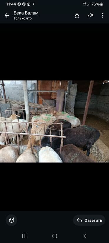 купить щенка пинчера: Продаю | Овца (самка) | На забой — 7