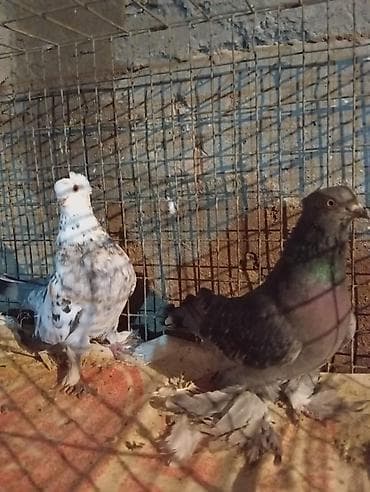 адлер яйцо: Пара голубей (пернатоногие) - Порода: игровые с оперёнными лапами — 1