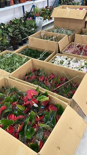 антуриум: Антуриум (Anthurium) — комнатное декоративно-цветущее растение с — 1