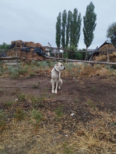 продажа щенков немецкой овчарки в бишкеке с документами: Алабай, 2 года, Самка, С прививкой, С родословной — 2