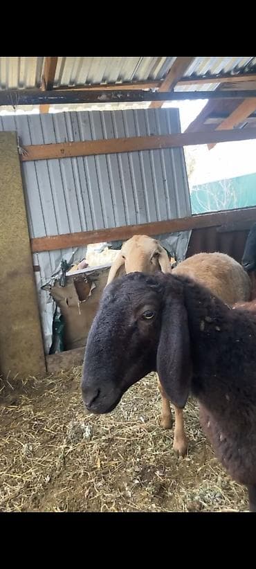 тр 40: Продаю | Ягненок | Арашан | Для разведения | Ярка — 4