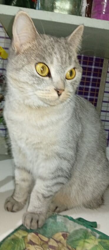 котята в добрые руки бесплатно: Американская короткошёрстная, 3 года, Девочка, Серый — 5