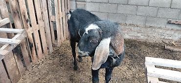 продаю кой: Продаю | Козёл (самец) | Нубийская | Для разведения | Племенные — 4