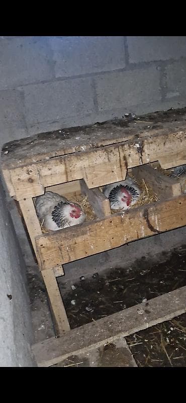 яйца броллер: Продаю | Куры | Суссекс | На забой — 3