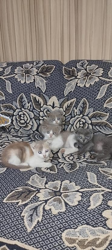 шотландские кошка: Котята с загнутыми ушками (тип «скоттиш-фолд» по внешности). Окрас: - — 1
