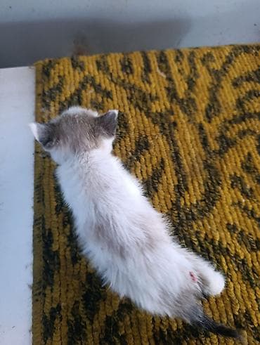 с мыкан: Отдам котят даром — 3